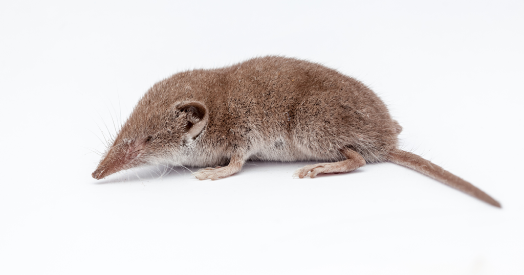 New Virus Breaks Out in China