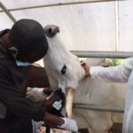 Nigeria Contains Foot And Mouth Disease Outbreak On Jigawa State