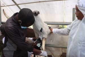 Nigeria Contains Foot And Mouth Disease Outbreak On Jigawa State