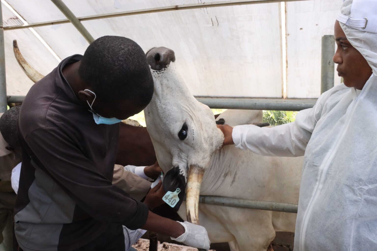 Nigeria Contains Foot And Mouth Disease Outbreak On Jigawa State